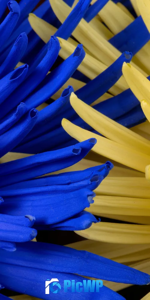 Blue flower Yellow flower 3K Mobile Wallpaper