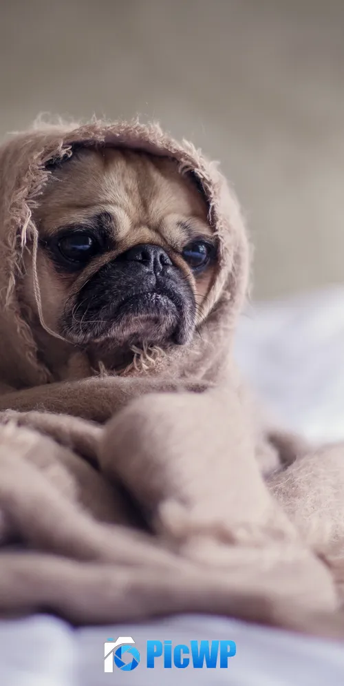 Fawn Pug Sad 3K Mobile Wallpaper