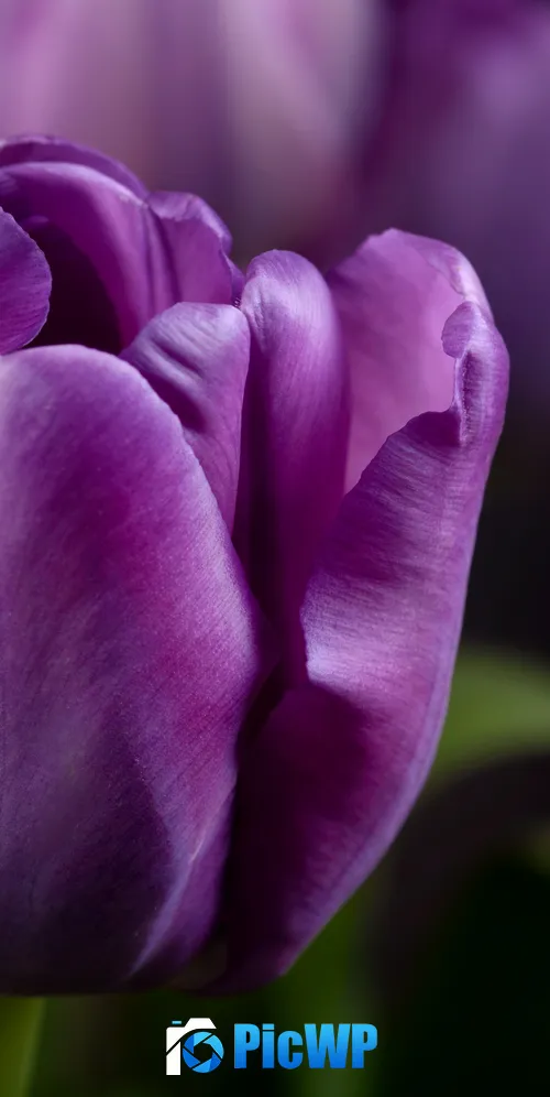 Purple tulips Closeup 3K Mobile Wallpaper