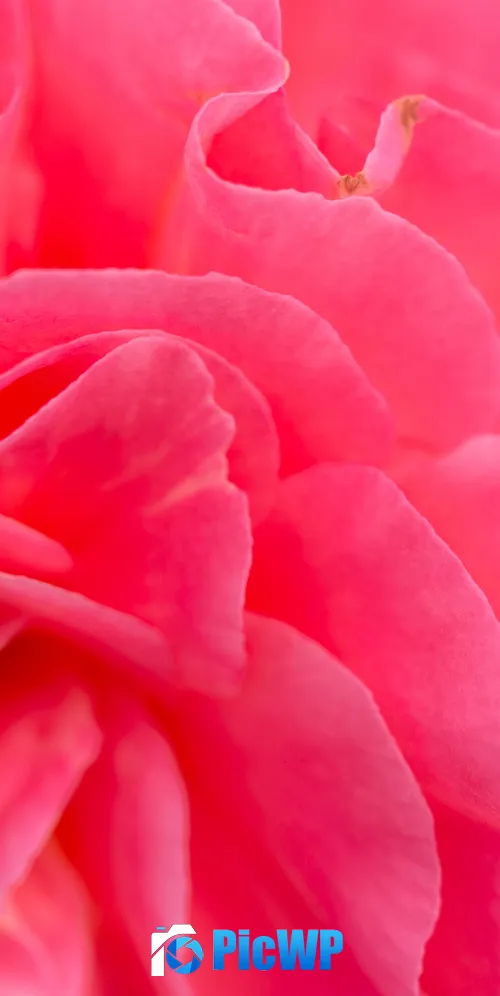 Pink flower Bokeh 3K Mobile Wallpaper
