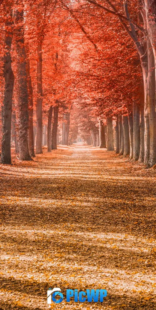 Autumn trees Forest path 3K Mobile Wallpaper