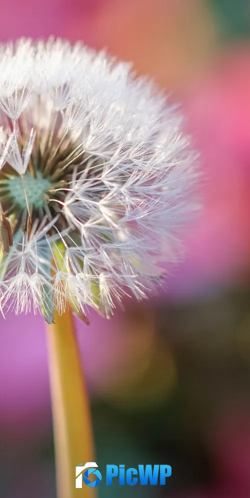 Dandelion flower Blur background 3K Mobile Wallpaper