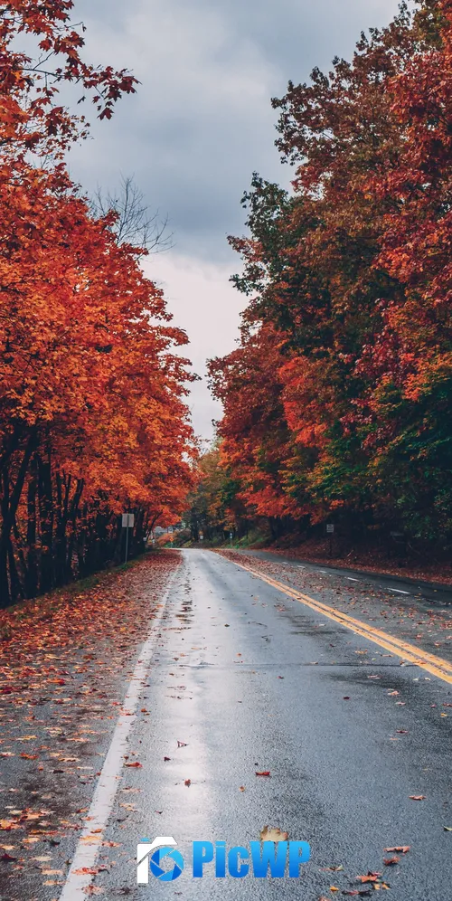 Autumn trees Foliage 3K Mobile Wallpaper