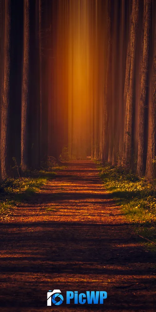Pathway Autumn Forest 3K Mobile Wallpaper