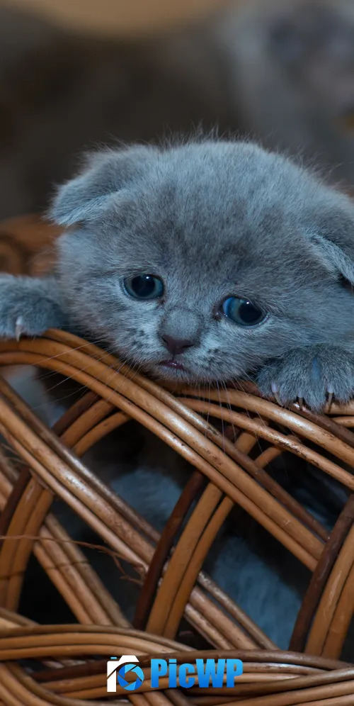 Russian Blue Kitten Cat 3K Mobile Wallpaper