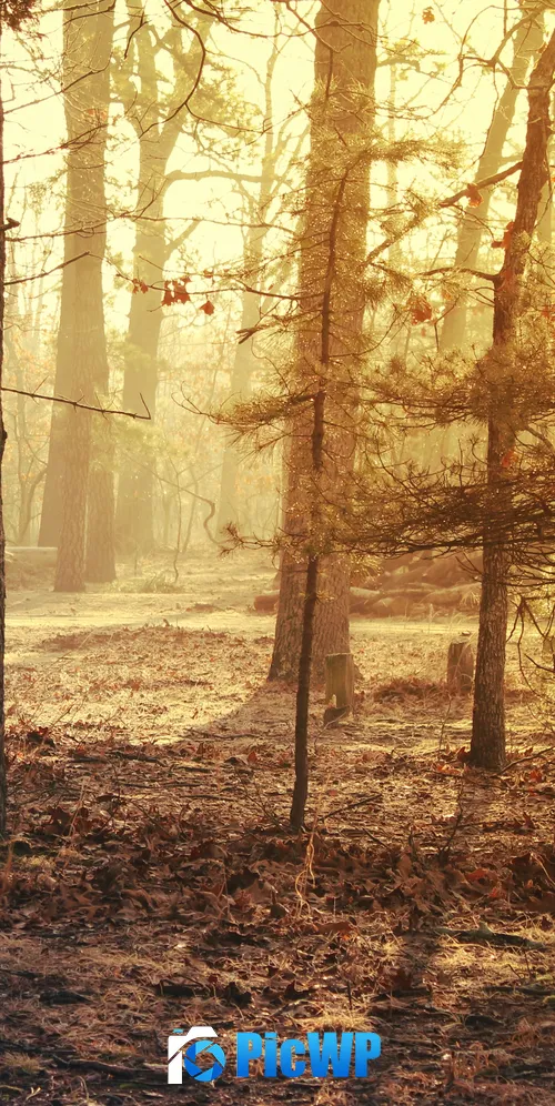 Forest Trees Sunrise 3K Mobile Wallpaper