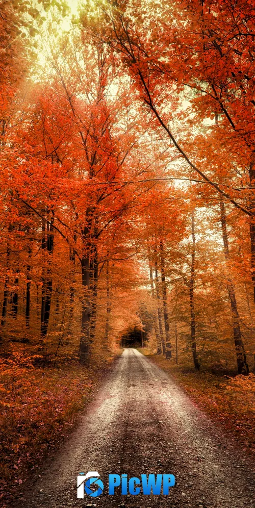 Autumn Forest Passage 3K Mobile Wallpaper
