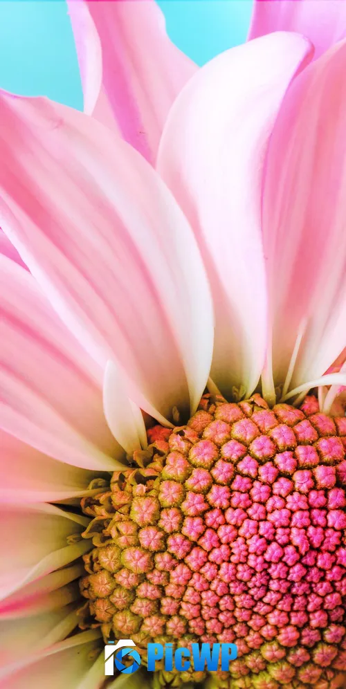 Pink Daisy Macro 3K Mobile Wallpaper