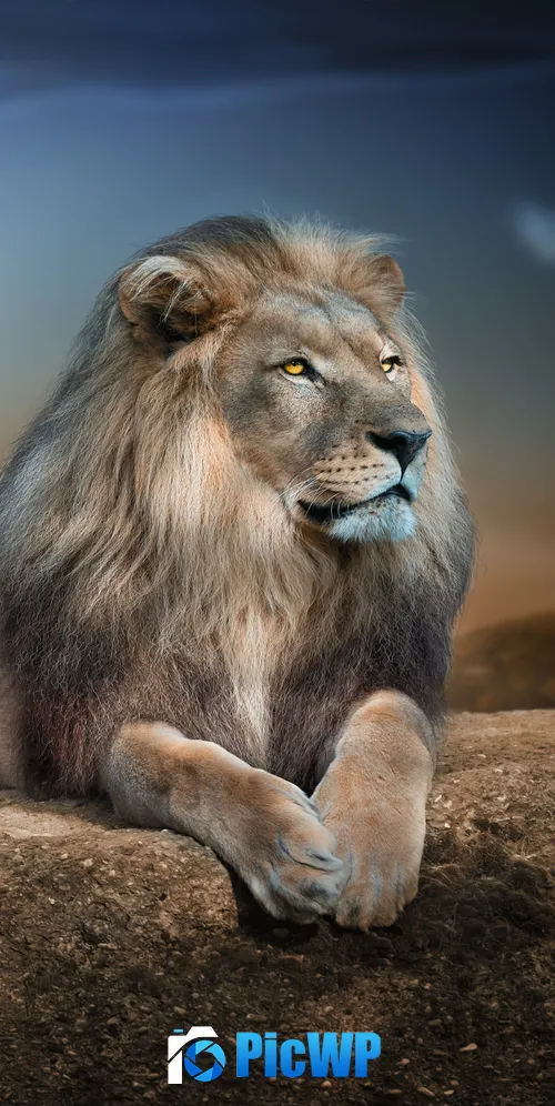 African Lion Big cat 3K Mobile Wallpaper