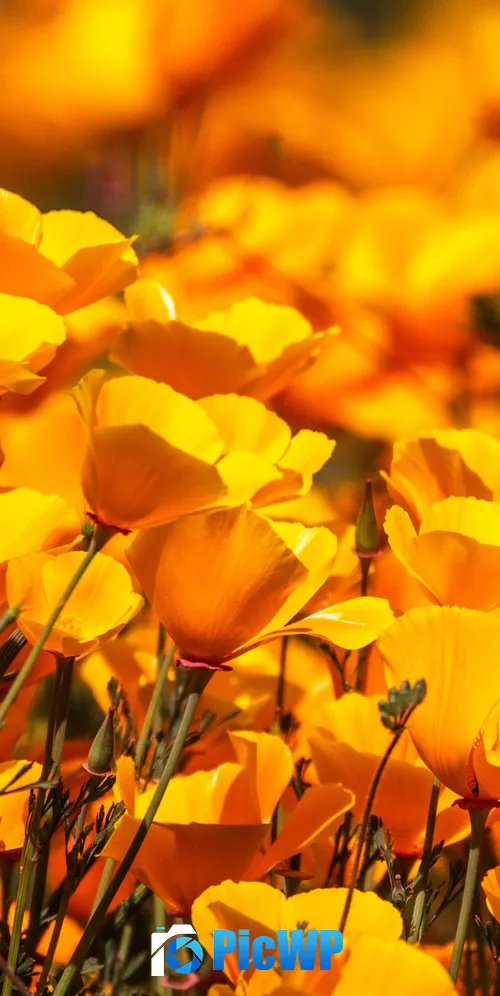 Poppy flowers Floral Background 3K Mobile Wallpaper