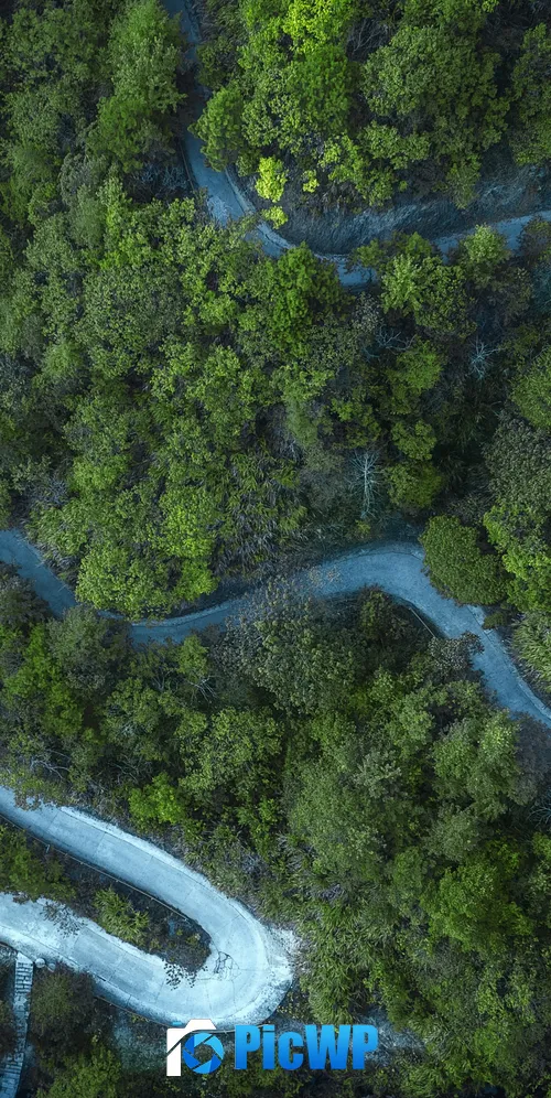 Forest Cold 3K Mobile Wallpaper