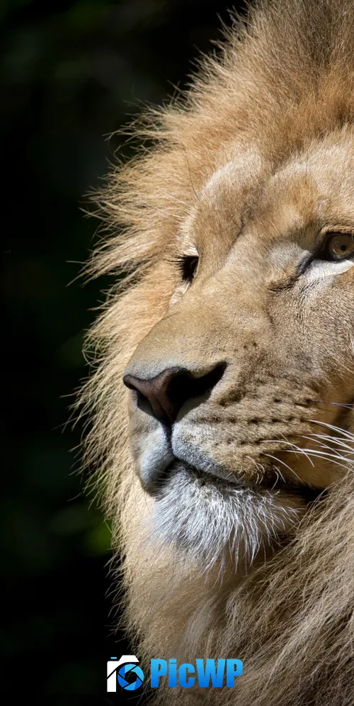 African Lion Face 3K Mobile Wallpaper