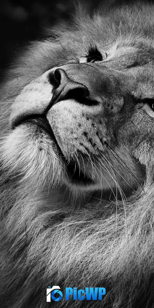 African Lion Black background 3K Mobile Wallpaper