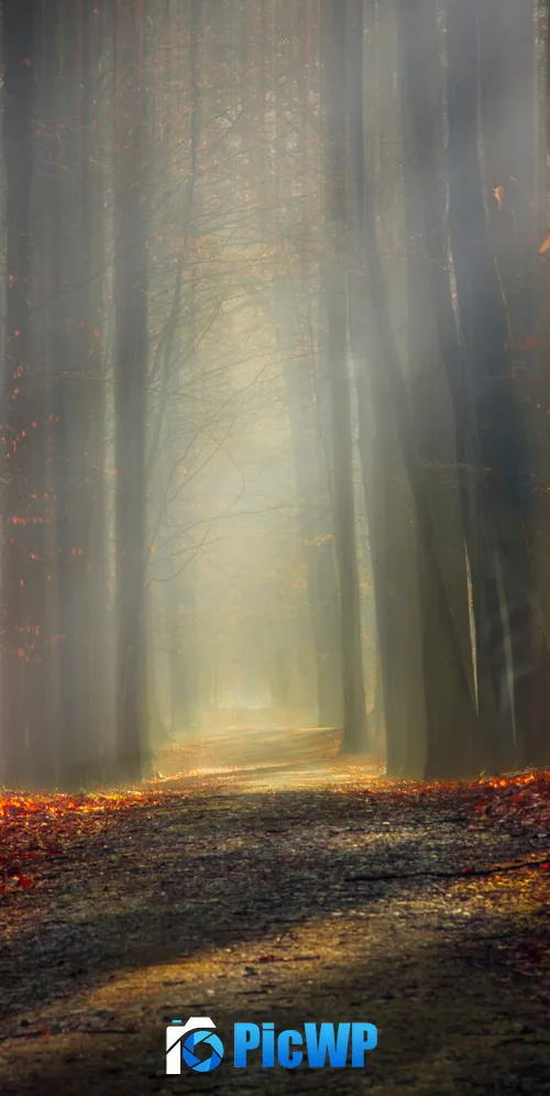 Forest path Autumn leaves 3K Mobile Wallpaper