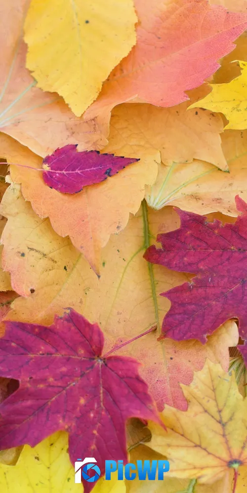 Maple leaves Fall Foliage 3K Mobile Wallpaper