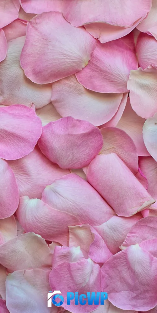 Rose Petals Pink 3K Mobile Wallpaper