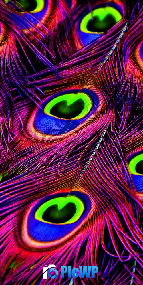 Peacock feather Plumage 3K Mobile Wallpaper