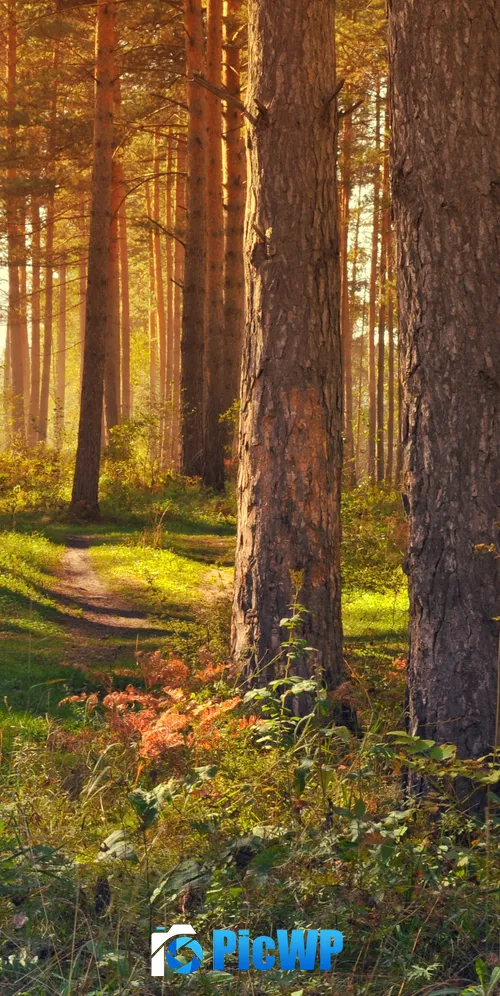 Tree Trunks Woods 3K Mobile Wallpaper
