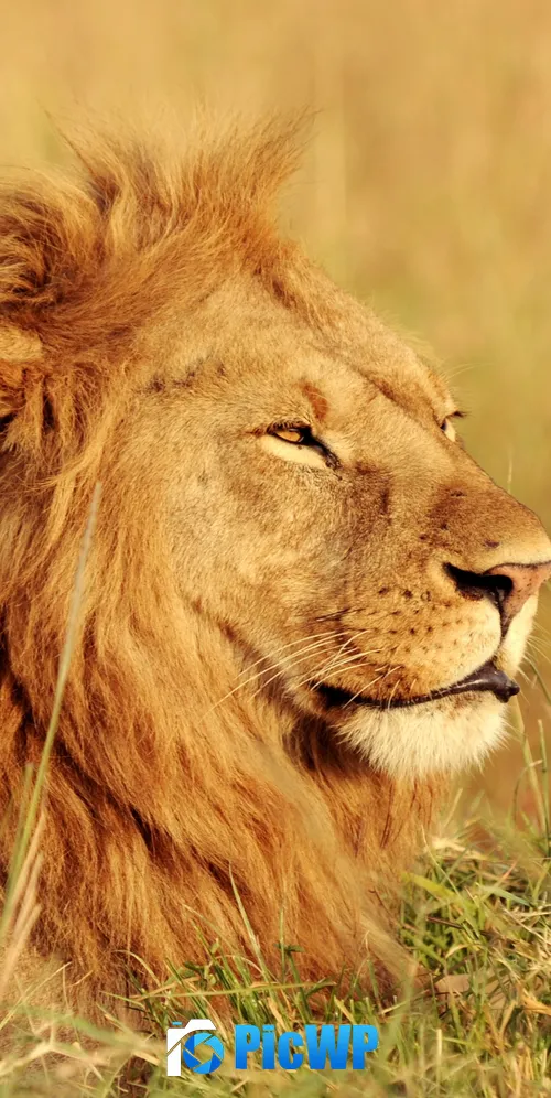 African Lion Safari 3K Mobile Wallpaper