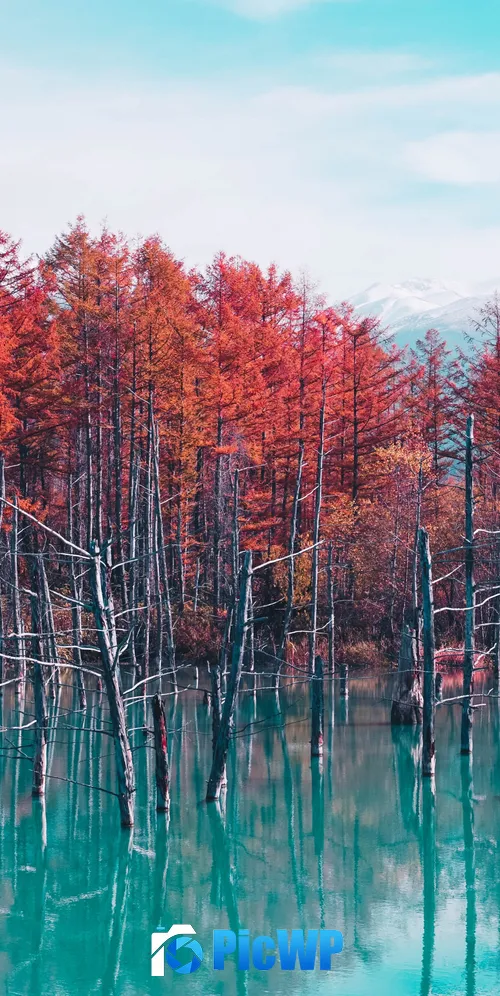 Shirogane Blue Pond Hokkaido 3K Mobile Wallpaper