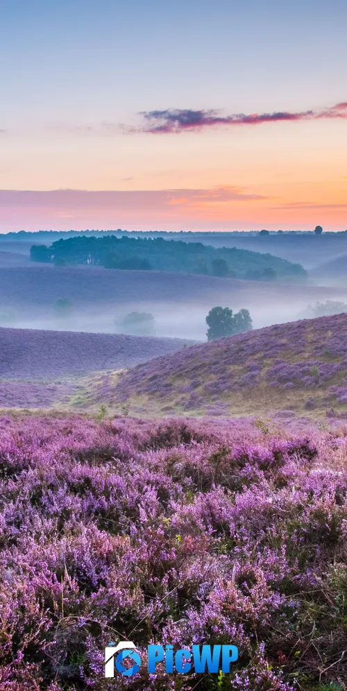 Lavender farm Purple 3K Mobile Wallpaper