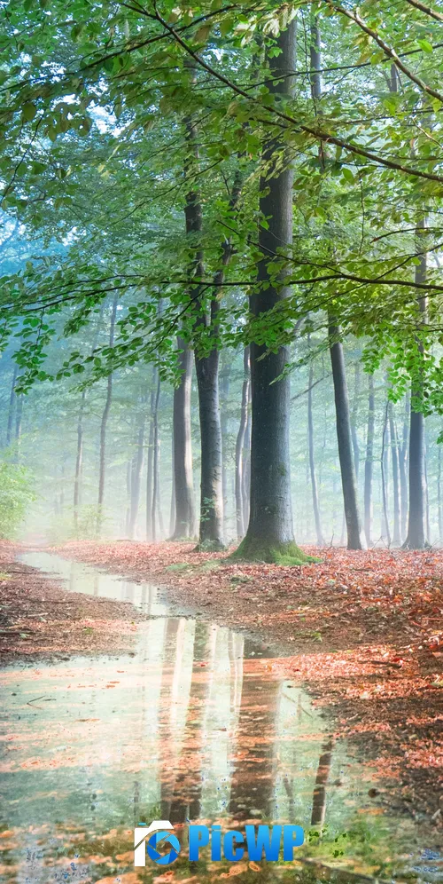 Forest Sunlight 3K Mobile Wallpaper