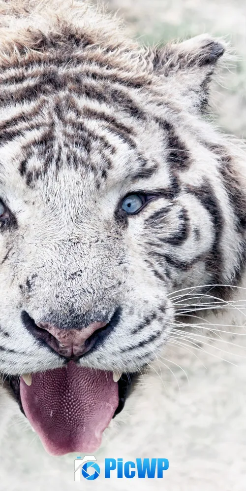 White tiger Wild animal 3K Mobile Wallpaper
