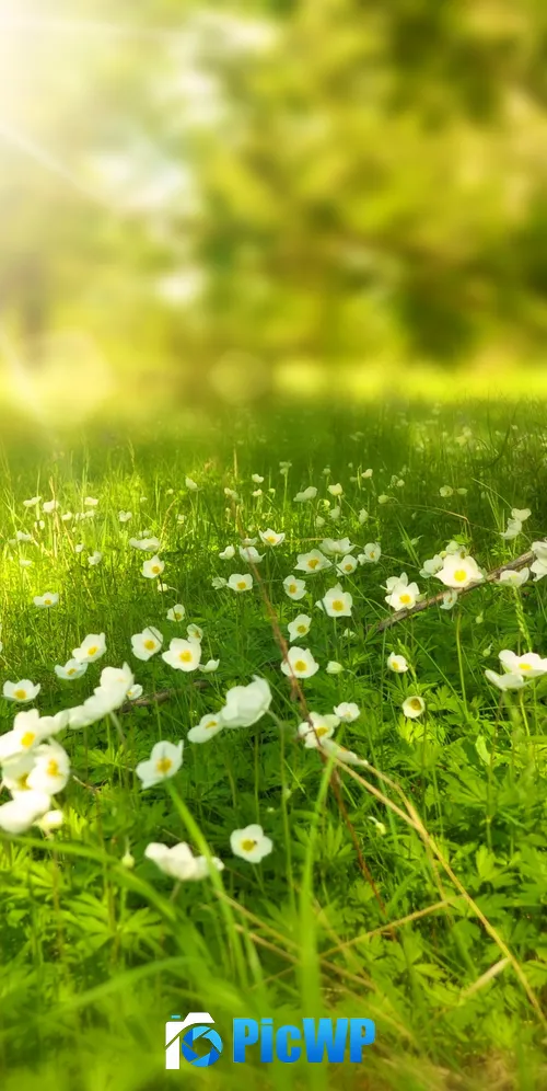 Tree Trunk Meadow 3K Mobile Wallpaper