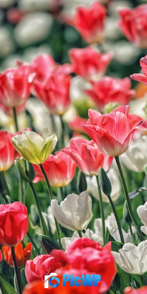 Pink flowers White flowers 3K Mobile Wallpaper