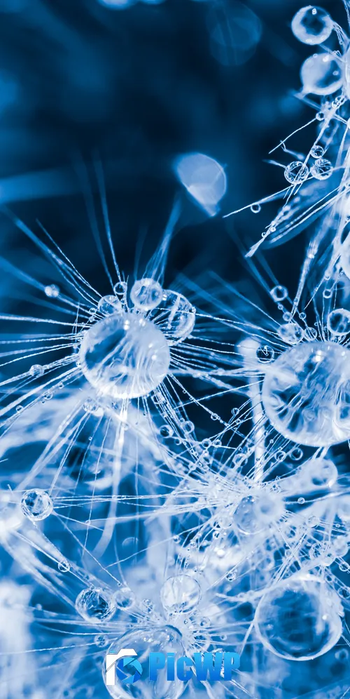 Water drops Dandelion 3K Mobile Wallpaper