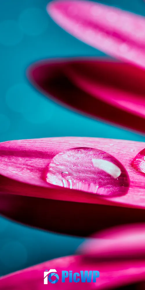 Water droplets Gerbera flower 3K Mobile Wallpaper