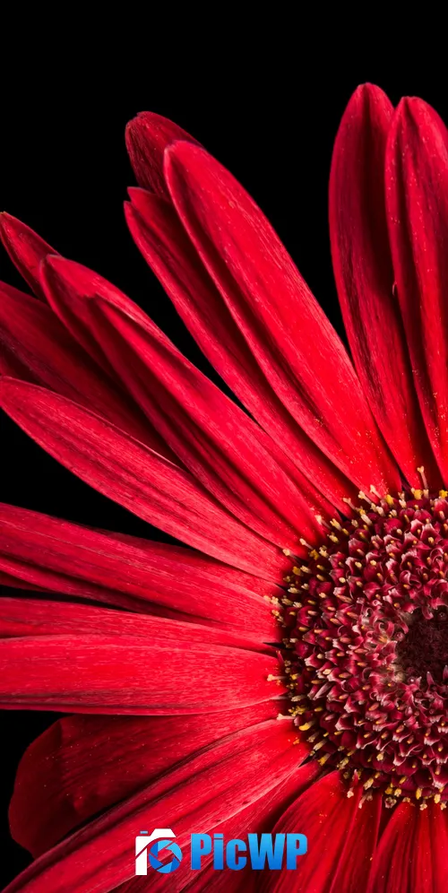 Gerbera Daisy Red flowers 3K Mobile Wallpaper