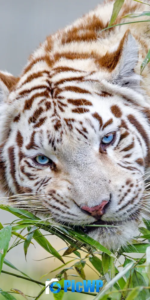 White tiger Bamboo Leaves 3K Mobile Wallpaper