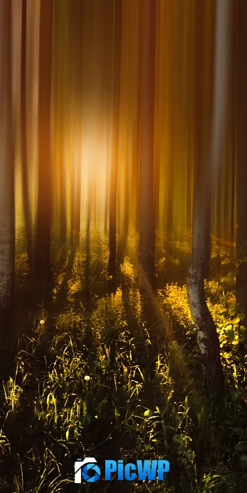 Forest Trees Sunlight 3K Mobile Wallpaper