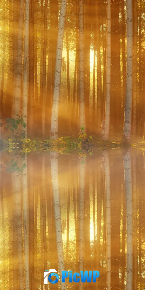 Woodland 3K Mobile Wallpaper