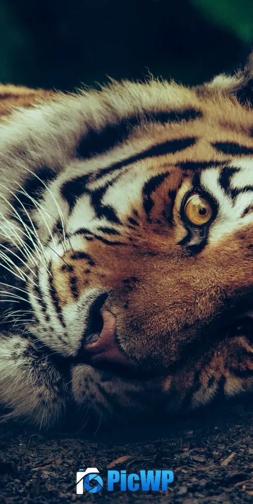 Siberian tiger Staring 3K Mobile Wallpaper