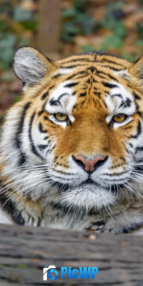 Siberian tigress Big cat 3K Mobile Wallpaper