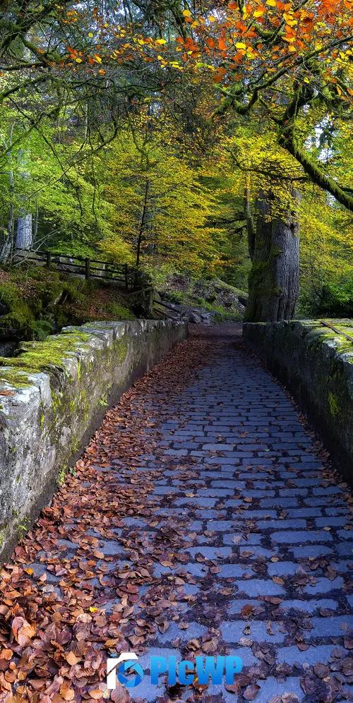 Old Bridge Over River Braan Hermitage 3K Mobile Wallpaper