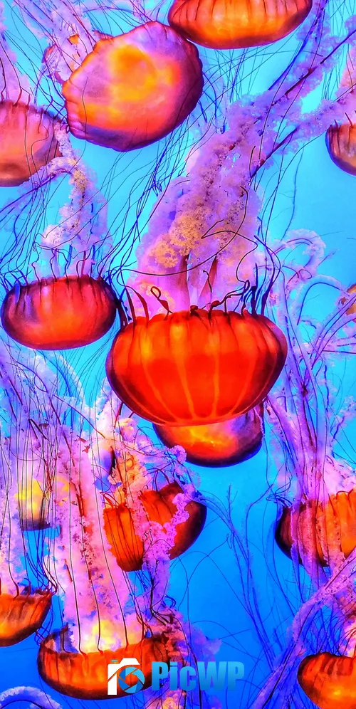 Orange Jelly Fishes Blue background 3K Mobile Wallpaper