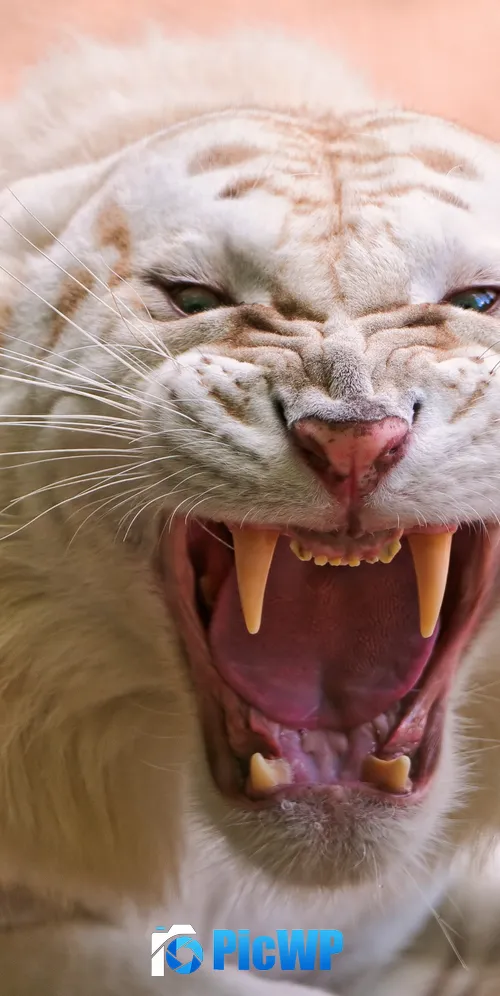 White tiger Roaring 3K Mobile Wallpaper