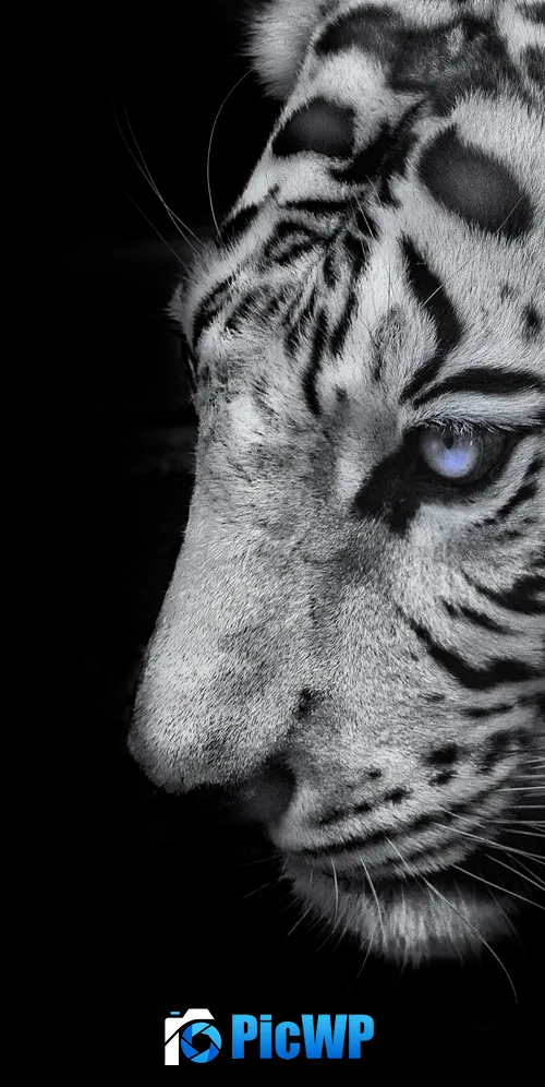 White tiger Black background 3K Mobile Wallpaper