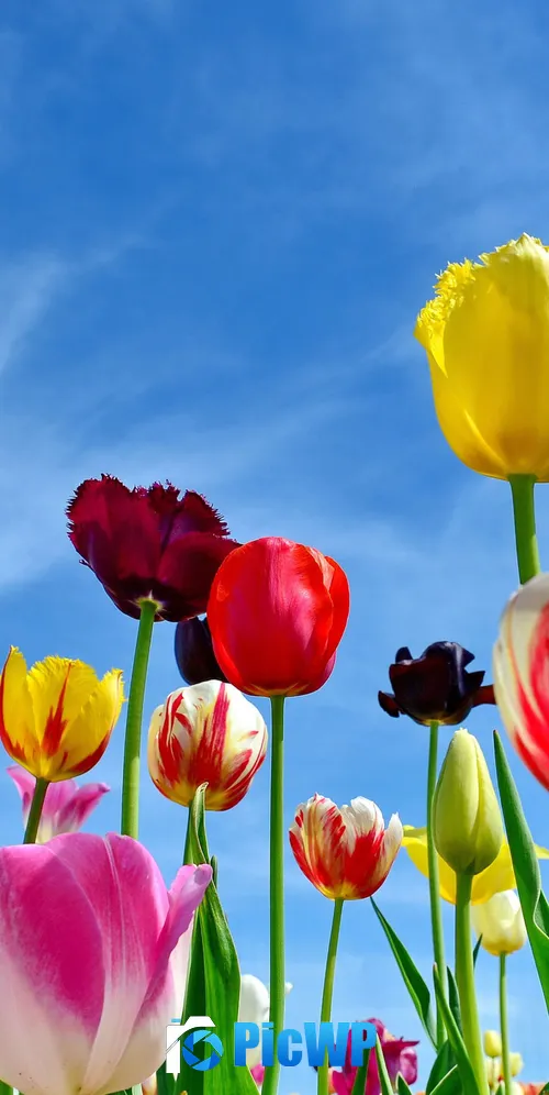 Tulips Colorful flowers 3K Mobile Wallpaper