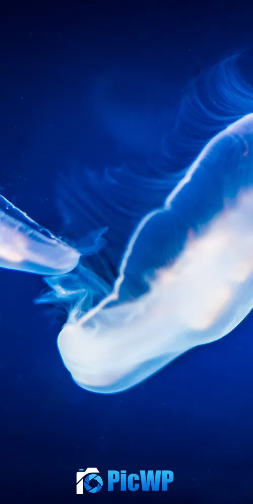 Jellyfishes Underwater 3K Mobile Wallpaper