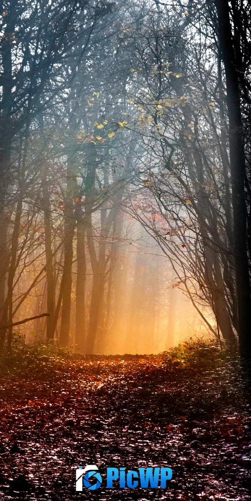 Woodland Early Morning 3K Mobile Wallpaper