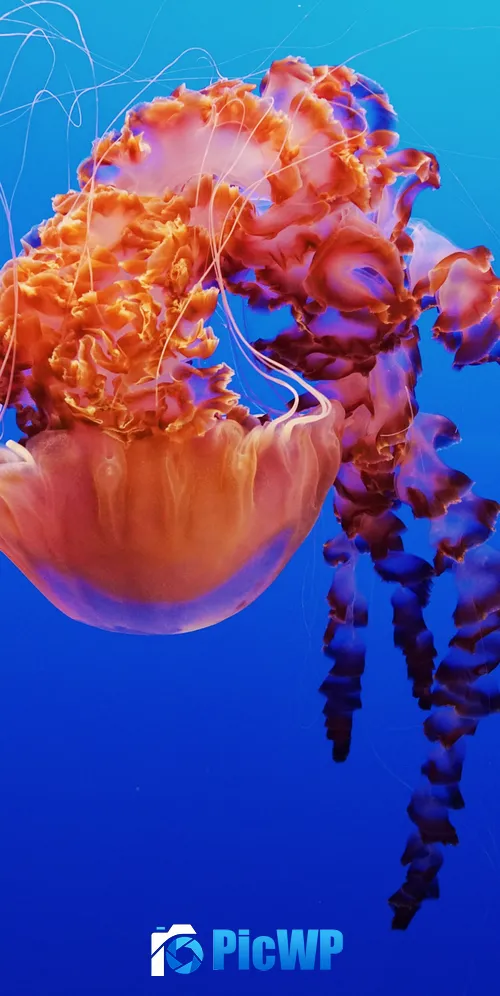 Jellyfish Monterey Bay Aquarium 3K Mobile Wallpaper