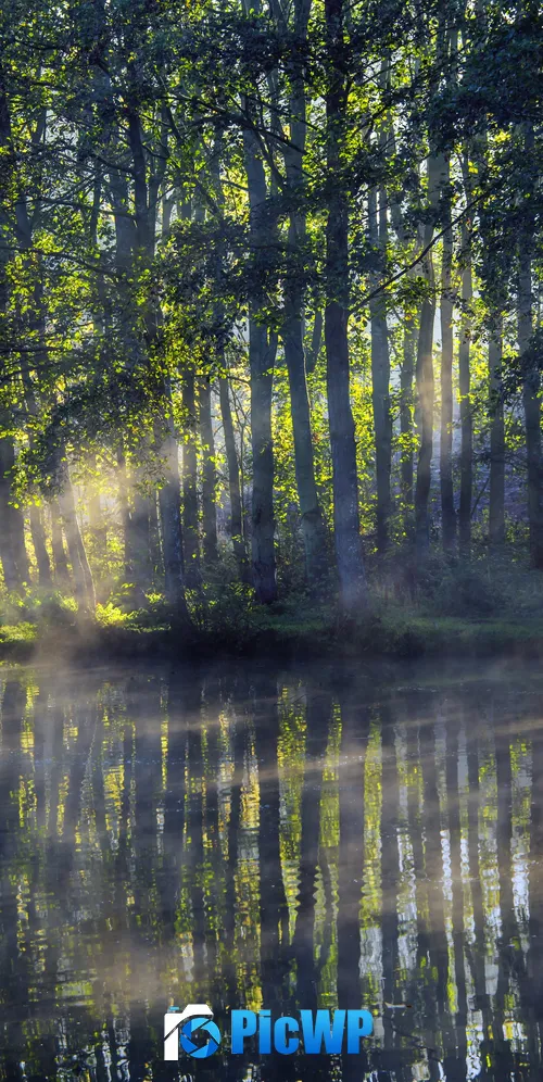 Woodland Forest 3K Mobile Wallpaper
