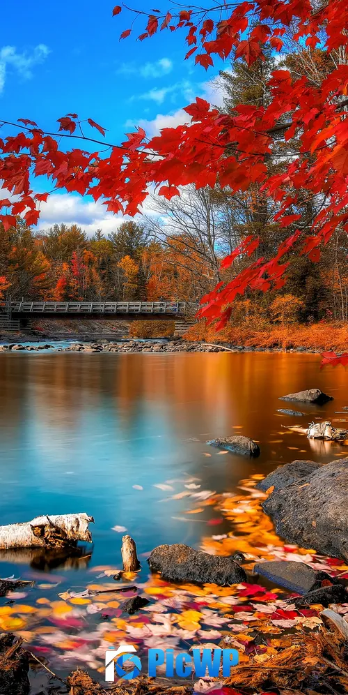 Autumn Forest Landscape 3K Mobile Wallpaper