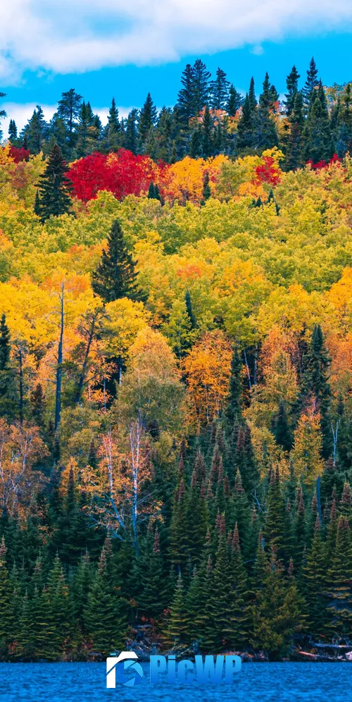 Forest Autumn trees 3K Mobile Wallpaper