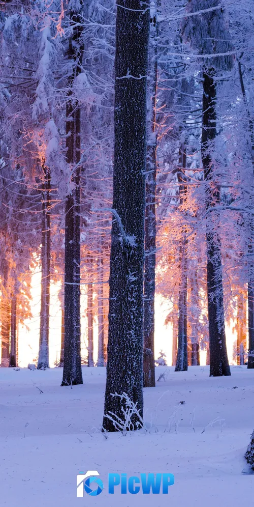 Forest Winter 3K Mobile Wallpaper