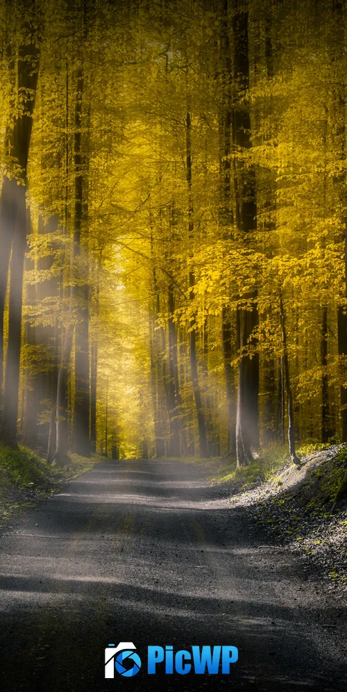 Sun rays Dirt road 3K Mobile Wallpaper